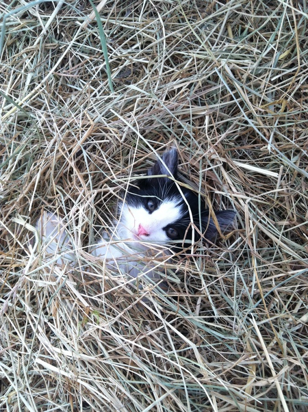 Entry image for Oreo. Clicking this image will show a larger photo