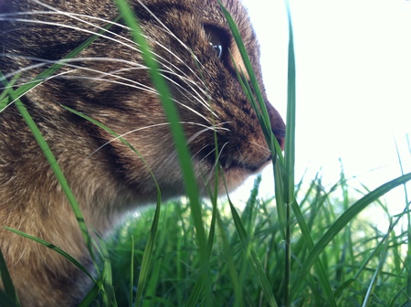 Entry image for Kensi. Clicking this image will show a larger photo