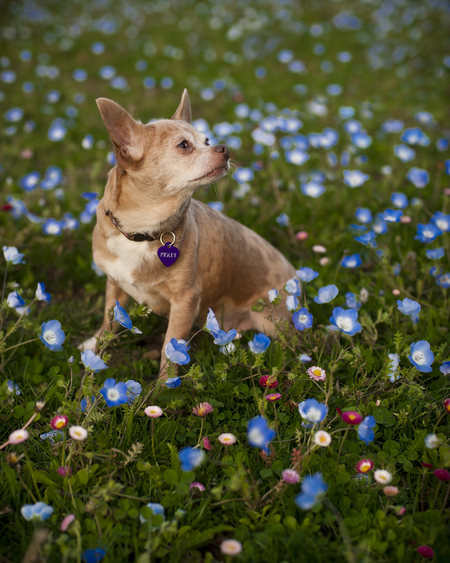 Entry image for Piglet. Clicking this image will show a larger photo