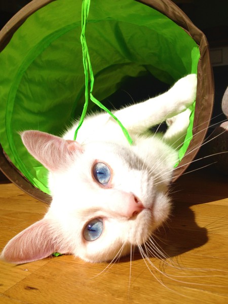 Entry image for Latte Da. Clicking this image will show a larger photo