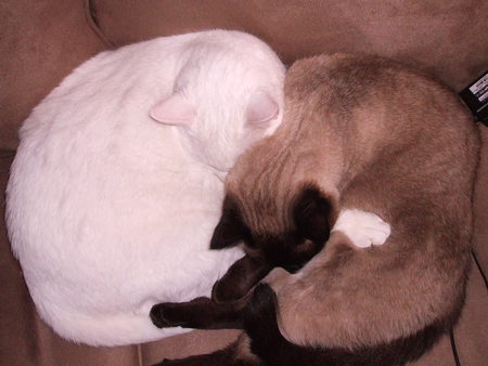 Entry image for Tobey and Luxor. Clicking this image will show a larger photo