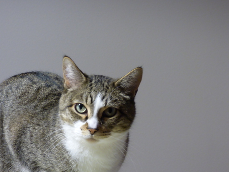 Entry image for Meriweather. Clicking this image will show a larger photo