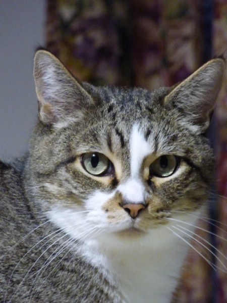 Entry image for Meriweather. Clicking this image will show a larger photo