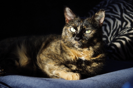 Entry image for Kiki. Clicking this image will show a larger photo