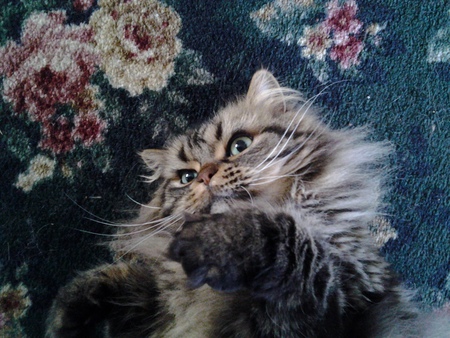 Entry image for Murphy Pawtootie Brown. Clicking this image will show a larger photo