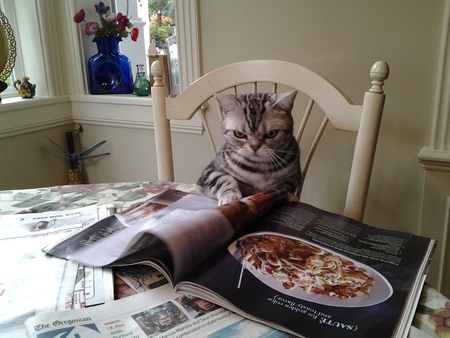 Entry image for Nicky Snickerdoodle Silver. Clicking this image will show a larger photo