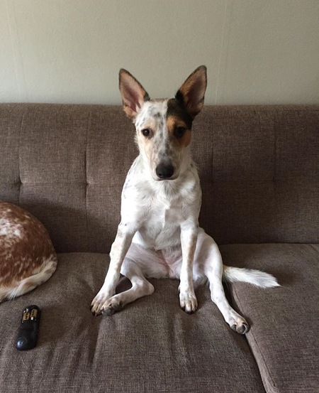 Entry image for Ripley. Clicking this image will show a larger photo