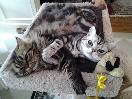 Entry image for Murphy Pawtootie and Nicky Snickerdoodle. Clicking this image will show a larger photo