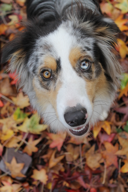 Entry image for Nellie Jo. Clicking this image will show a larger photo