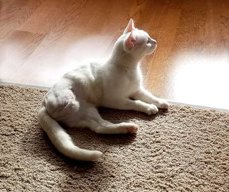 Entry image for Lily. Clicking this image will show a larger photo