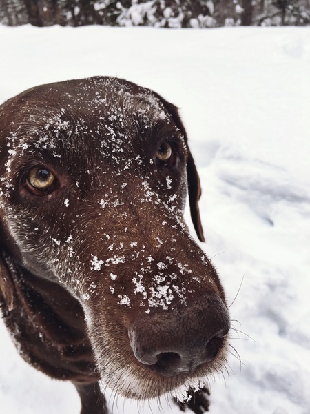 Entry image for Yahzi. Clicking this image will show a larger photo