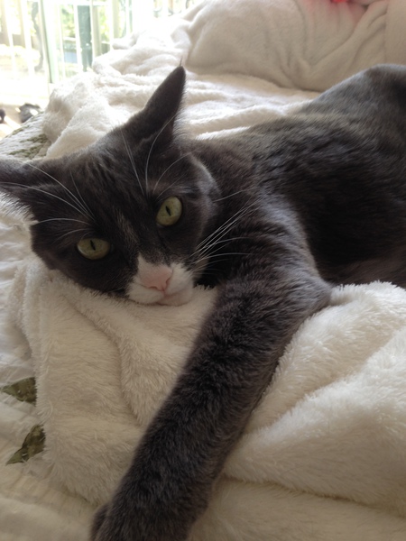 Entry image for Lucy. Clicking this image will show a larger photo