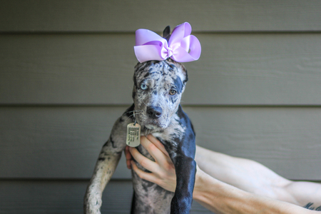 Entry image for Maggie. Clicking this image will show a larger photo