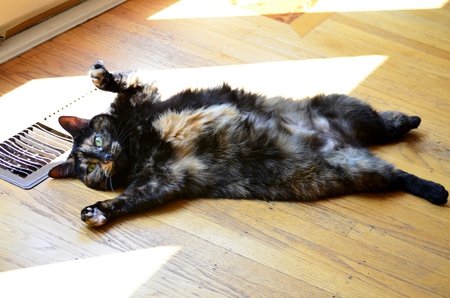 Entry image for Jezebel. Clicking this image will show a larger photo