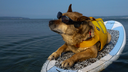 Entry image for Apollo. Clicking this image will show a larger photo