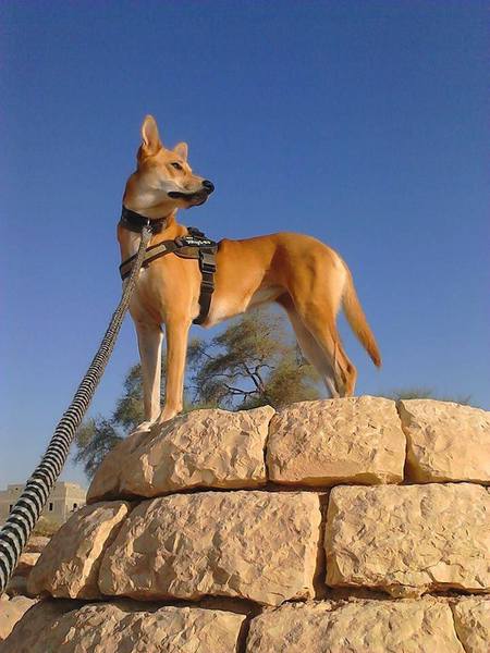 Entry image for Greta. Clicking this image will show a larger photo