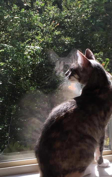 Entry image for Estrella. Clicking this image will show a larger photo