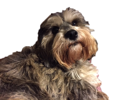 Entry image for Maggie. Clicking this image will show a larger photo