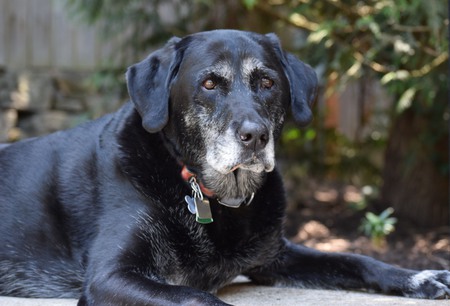 Entry image for Zuni. Clicking this image will show a larger photo