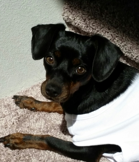 Entry image for Oliver. Clicking this image will show a larger photo