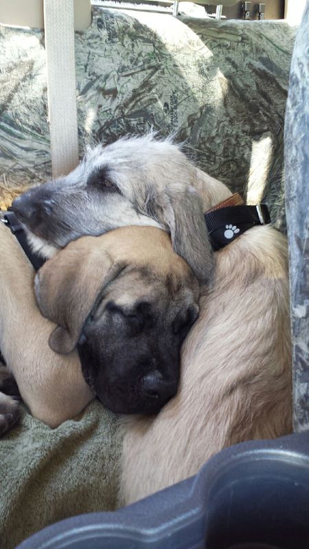 Entry image for Otis and Fang. Clicking this image will show a larger photo