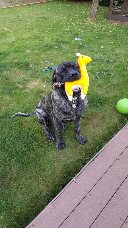 Entry image for Diesel . Clicking this image will show a larger photo