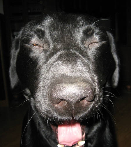 Entry image for Hunter. Clicking this image will show a larger photo