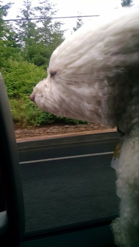 Entry image for moose. Clicking this image will show a larger photo