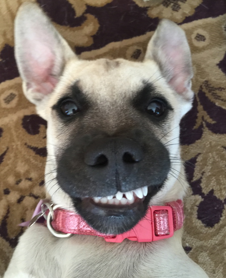 Entry image for Lucy. Clicking this image will show a larger photo