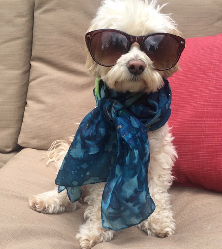 Entry image for Amber. Clicking this image will show a larger photo