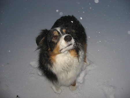 Entry image for Lucky. Clicking this image will show a larger photo