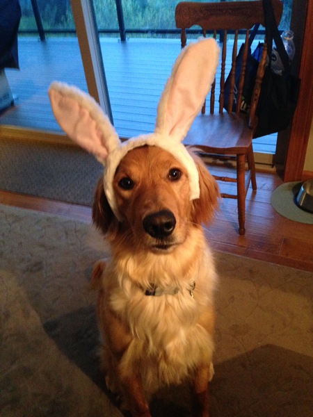 Entry image for BUSTER. Clicking this image will show a larger photo