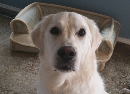 Entry image for Oliver. Clicking this image will show a larger photo