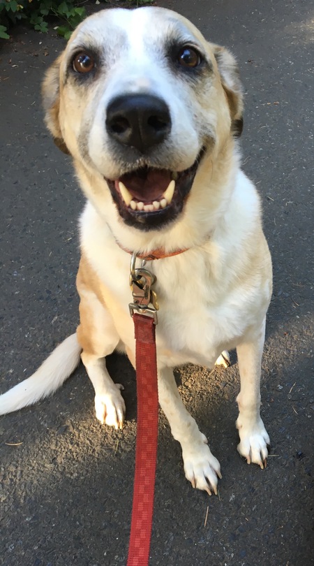 Entry image for Lucille. Clicking this image will show a larger photo