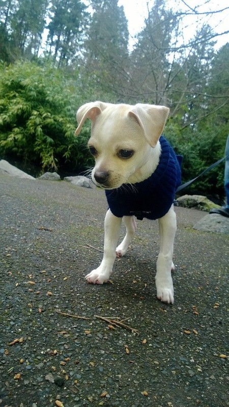 Entry image for Ace. Clicking this image will show a larger photo