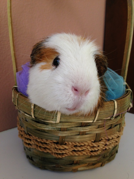 Entry image for Gordon. Clicking this image will show a larger photo