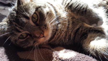 Entry image for Sausage McBean. Clicking this image will show a larger photo