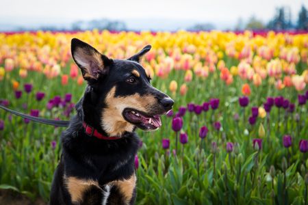 Entry image for Marley. Clicking this image will show a larger photo