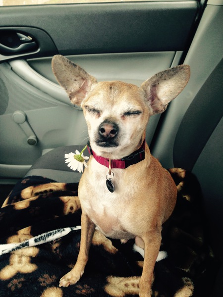 Entry image for Fergus. Clicking this image will show a larger photo