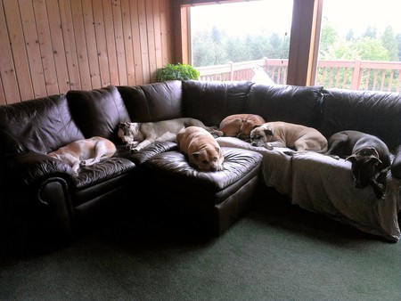 Entry image for Moses,Tweak,Sadie,Peaches,Nitro,Pumpkin. Clicking this image will show a larger photo