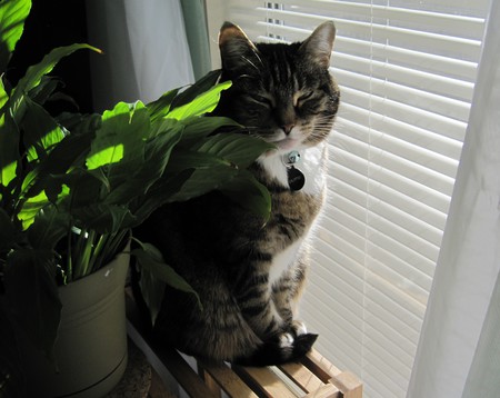 Entry image for Calypso. Clicking this image will show a larger photo