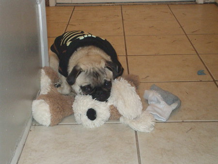 Entry image for Henry. Clicking this image will show a larger photo