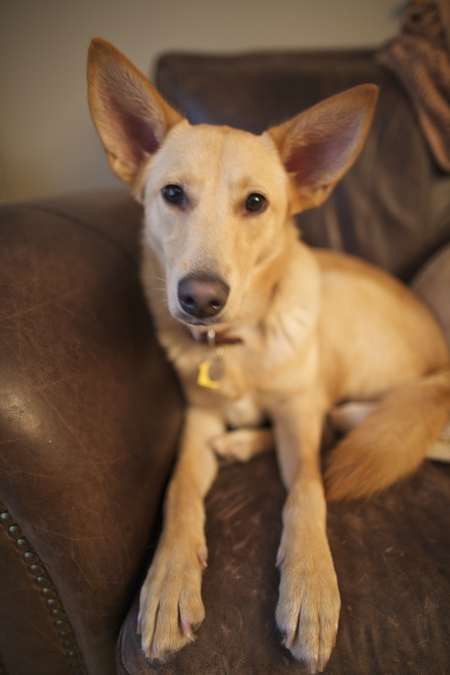 Entry image for Pippin. Clicking this image will show a larger photo