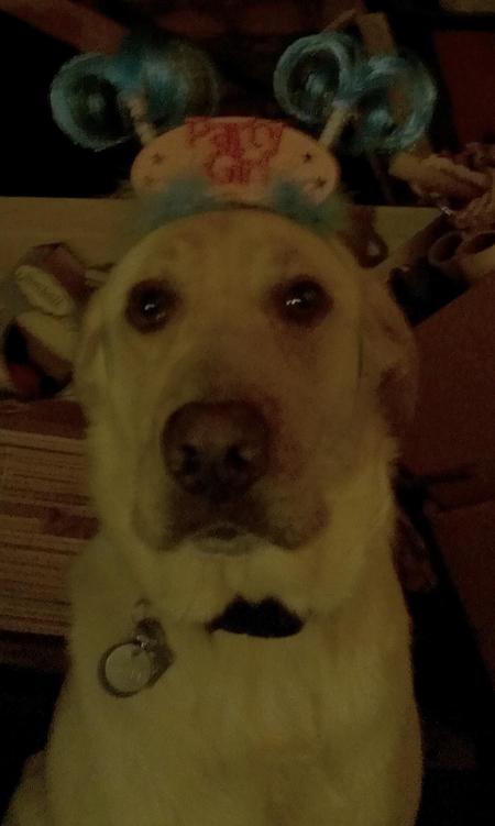 Entry image for Dakota. Clicking this image will show a larger photo