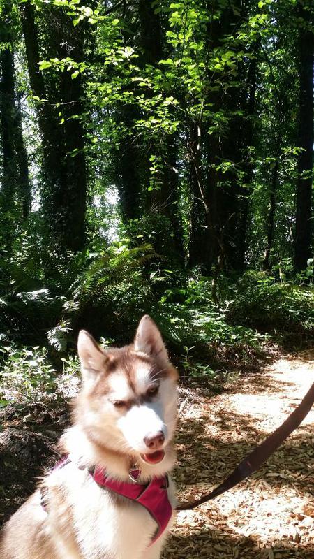 Entry image for Blaze . Clicking this image will show a larger photo