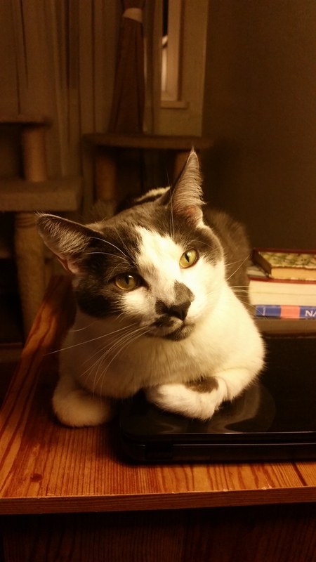 Entry image for Woody. Clicking this image will show a larger photo