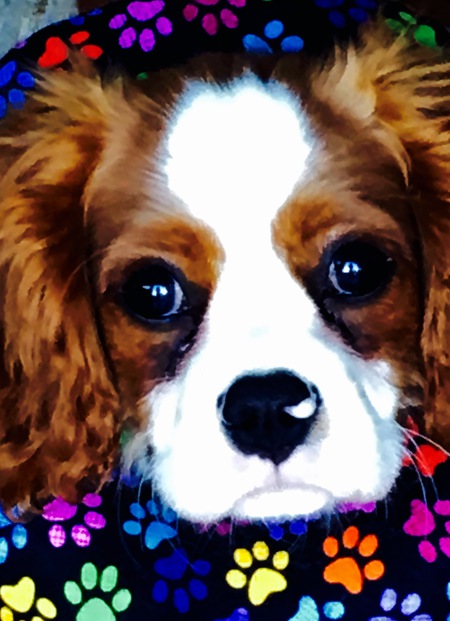 Entry image for Lenny. Clicking this image will show a larger photo