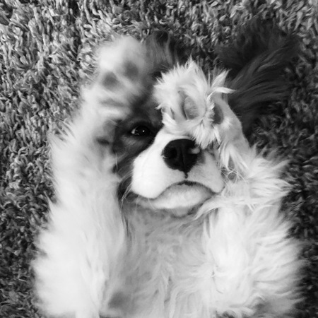 Entry image for Lenny. Clicking this image will show a larger photo