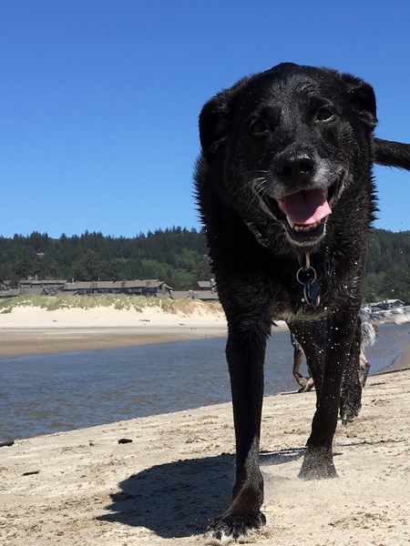 Entry image for Duke. Clicking this image will show a larger photo