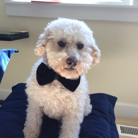 Entry image for Oliver. Clicking this image will show a larger photo